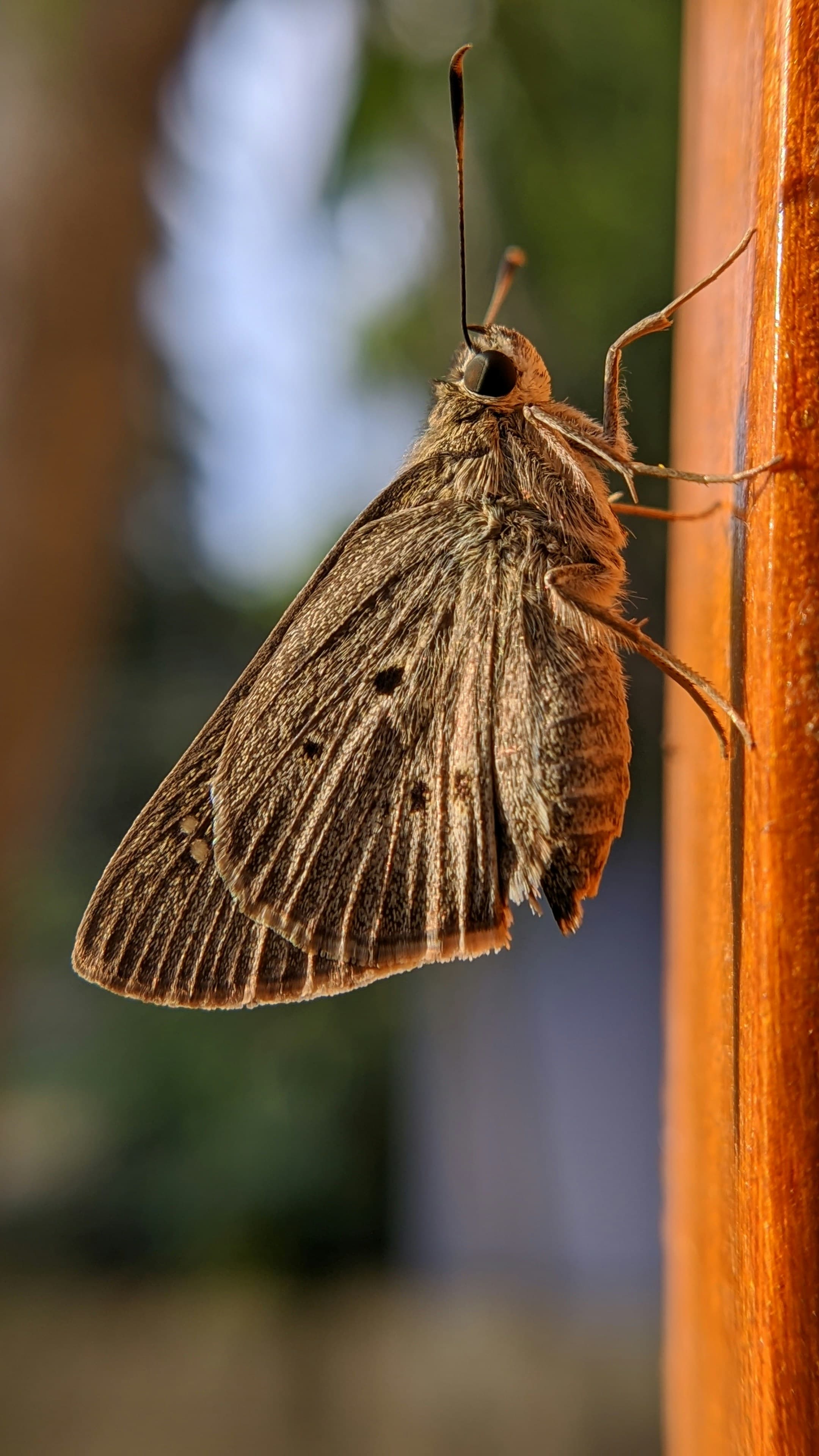 Close-up of a brown moth with striped, speckled wings, clinging to a varnished wooden post